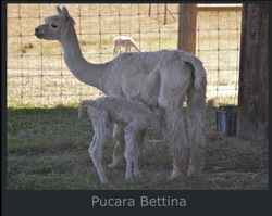 Bettina-Paca-Page2