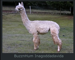 In-A-Gadda-Da-Vida-Paca-Page2
