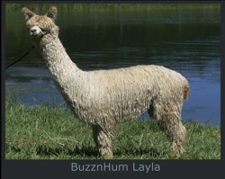 Layla-Paca-Page