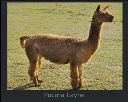 Layne-Paca-Page
