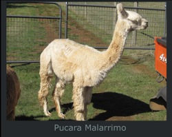 Malarrimo-Paca-Page