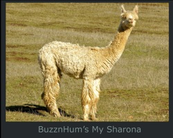 My Sharona-Paca-Page2