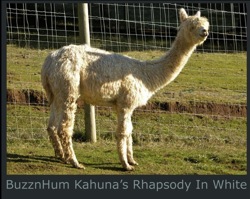 Rhapsody Paca-Page