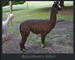 Siduri-Paca-Page