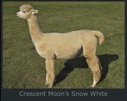 Snow White Paca-Page